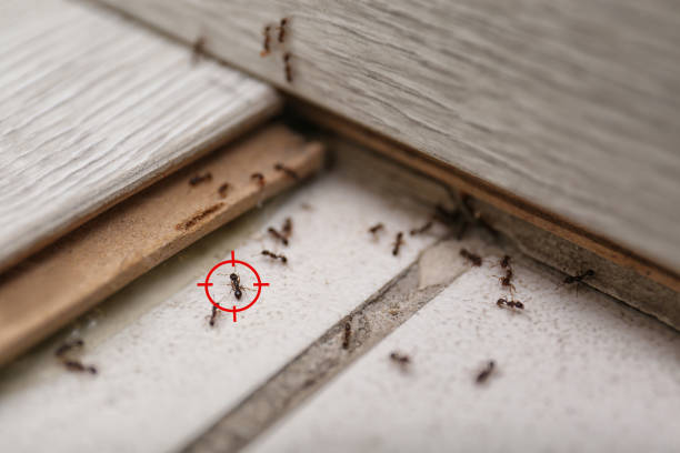 Trusted Dimmitt, TX Pest Control Experts