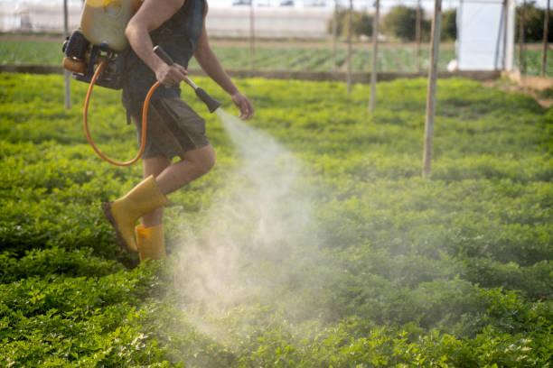 Best Pest Inspection Near Me  in Dimmitt, TX