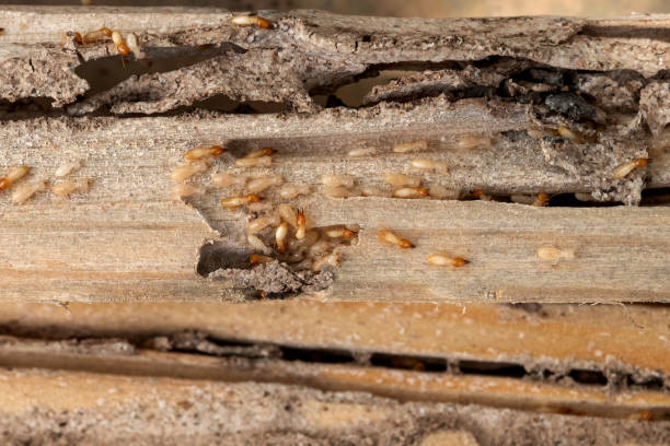 Best Flea Control Services  in Dimmitt, TX