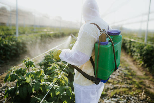 Best Bed Bug Extermination  in Dimmitt, TX